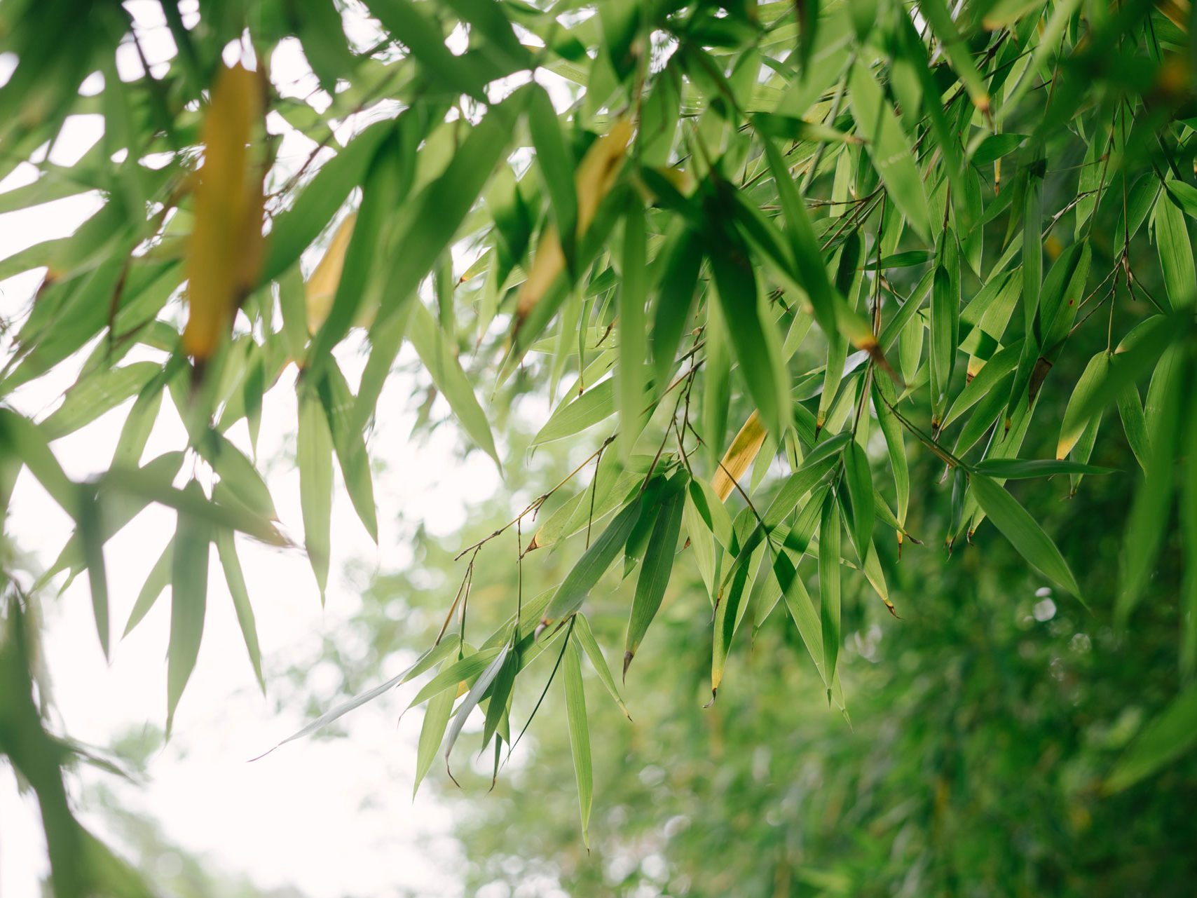 Conception de jardins japonais