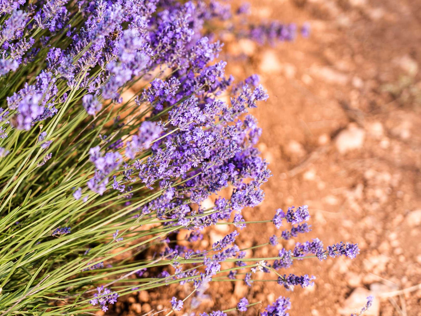 Conception de jardins secs Or Paysage